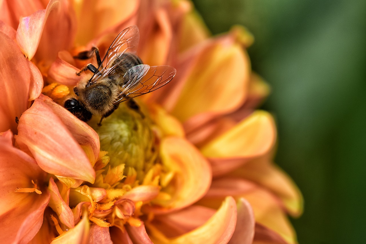 dahlia  bee  summer free photo