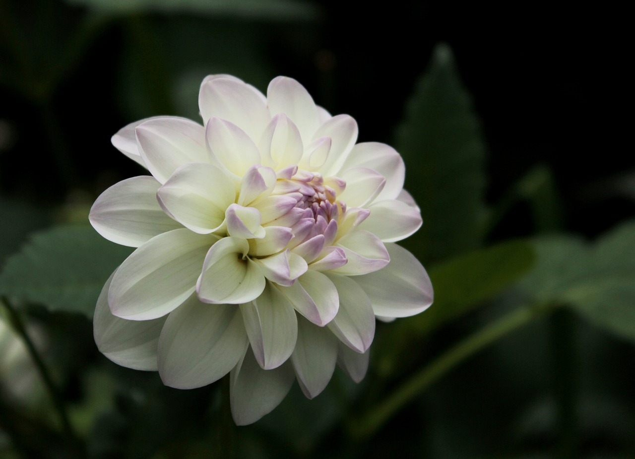 dahlia  white  petals free photo