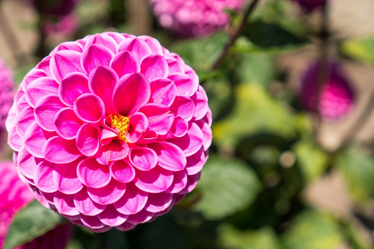 dahlia  flower  bloom free photo