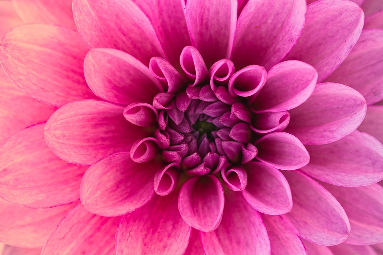 dahlia  beauty  bright free photo