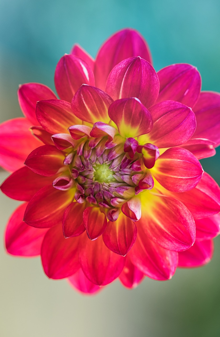 dahlia  beauty  bright free photo