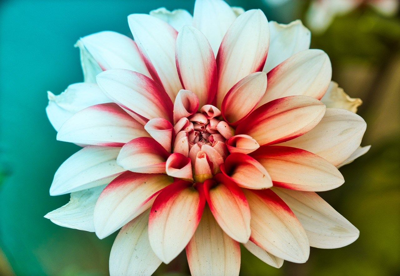 dahlia  beauty  bright free photo