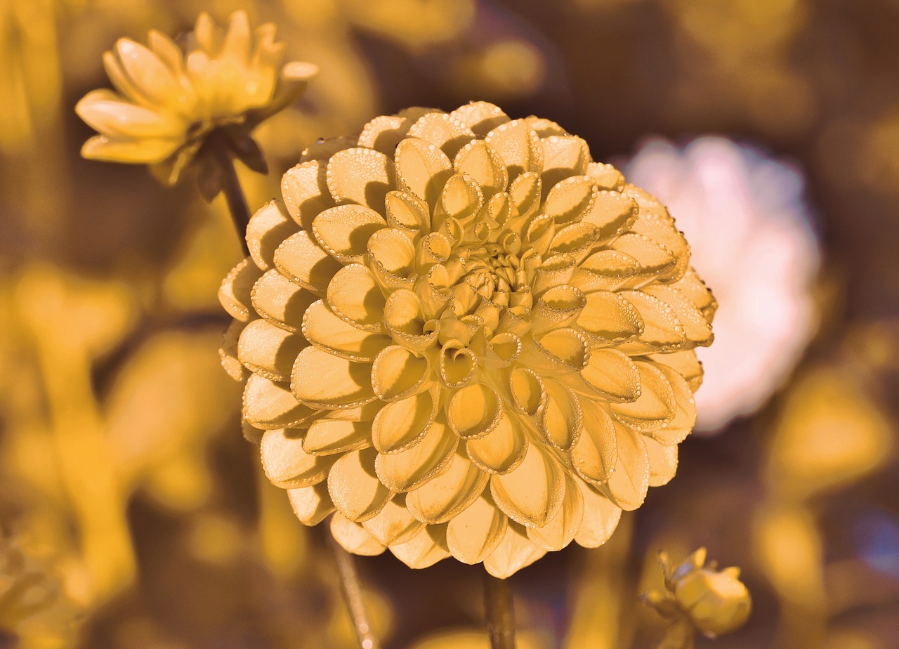 dahlia  dahlias bud  drop of water free photo