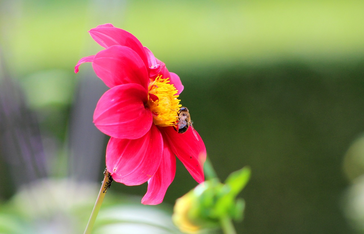 dahlia  bee  flower free photo