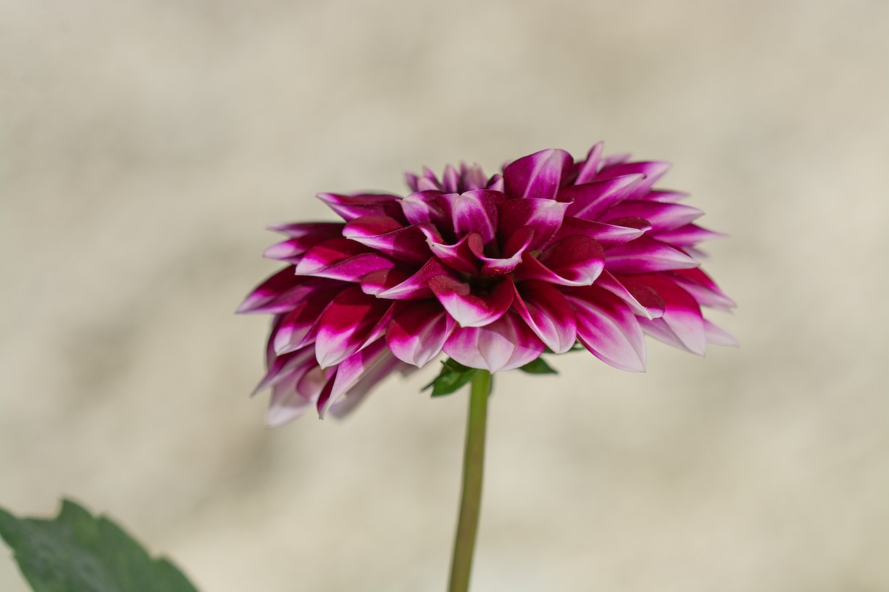 dahlia  flower  blossom free photo