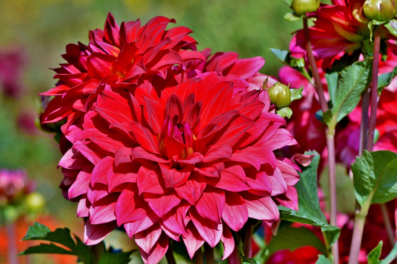 dahlia  dahlias bud  flower free photo