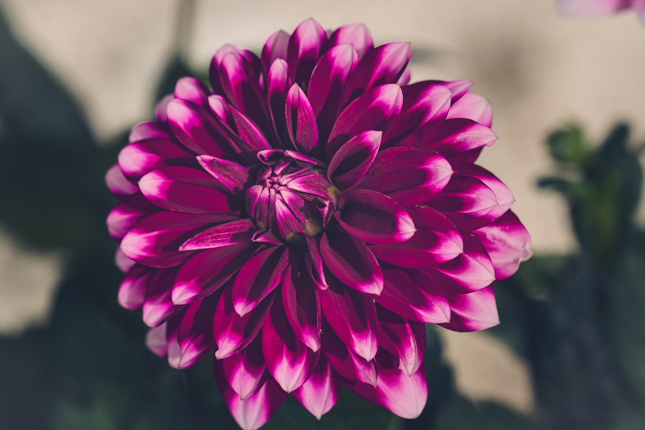 dahlia  flower  blossom free photo