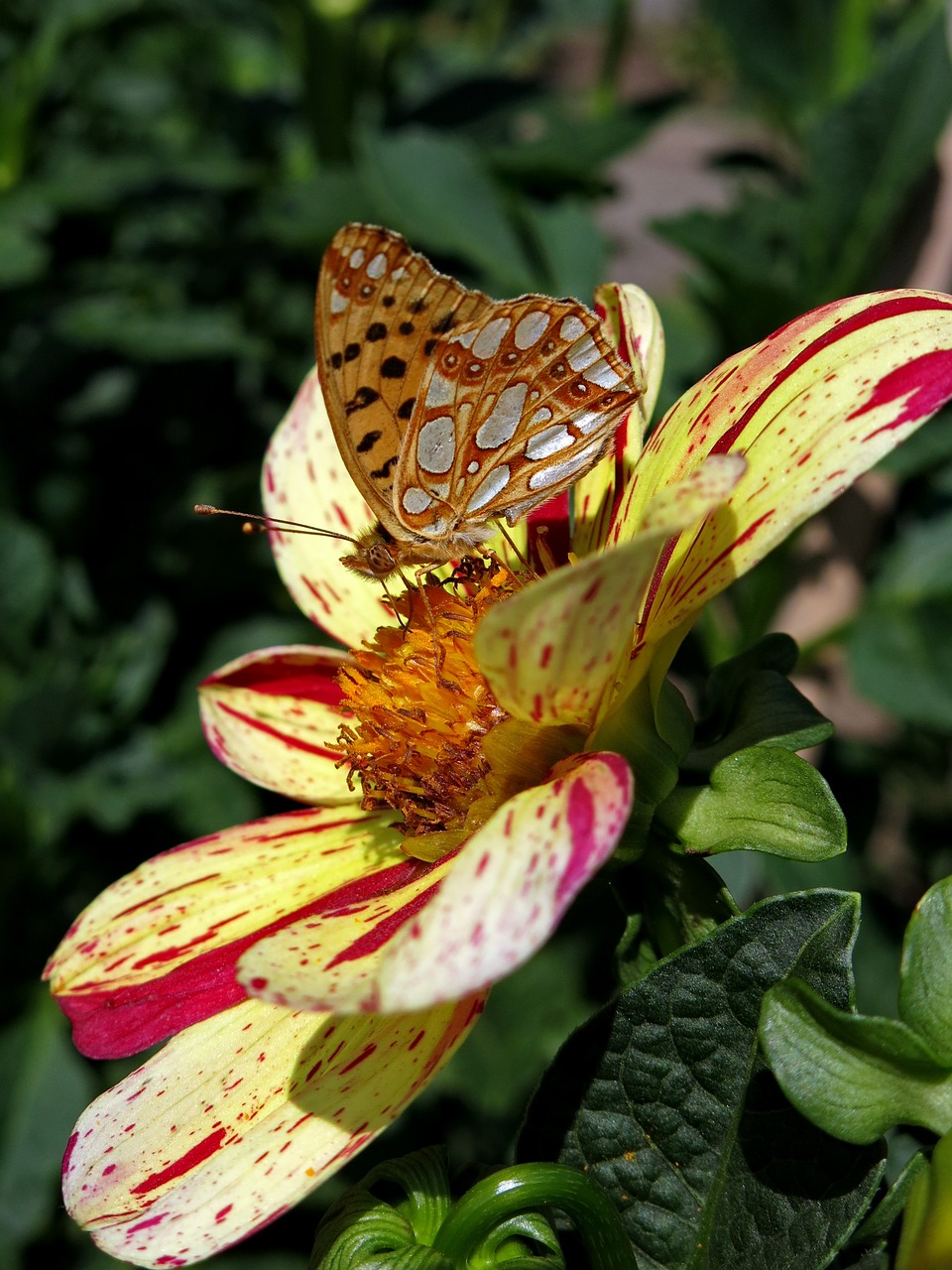 dahlia  butterfly  strings game free photo