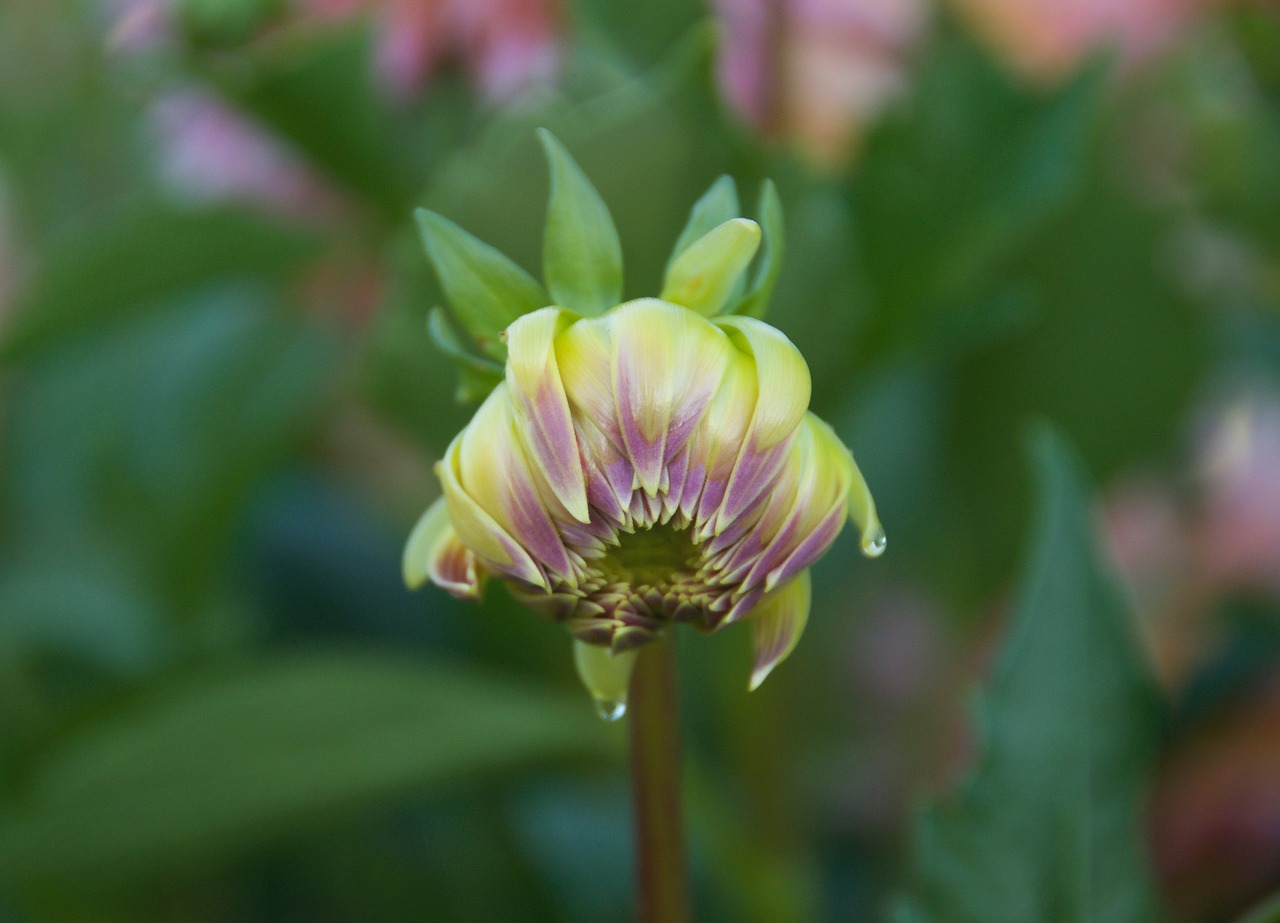 dahlia  bud  flower free photo