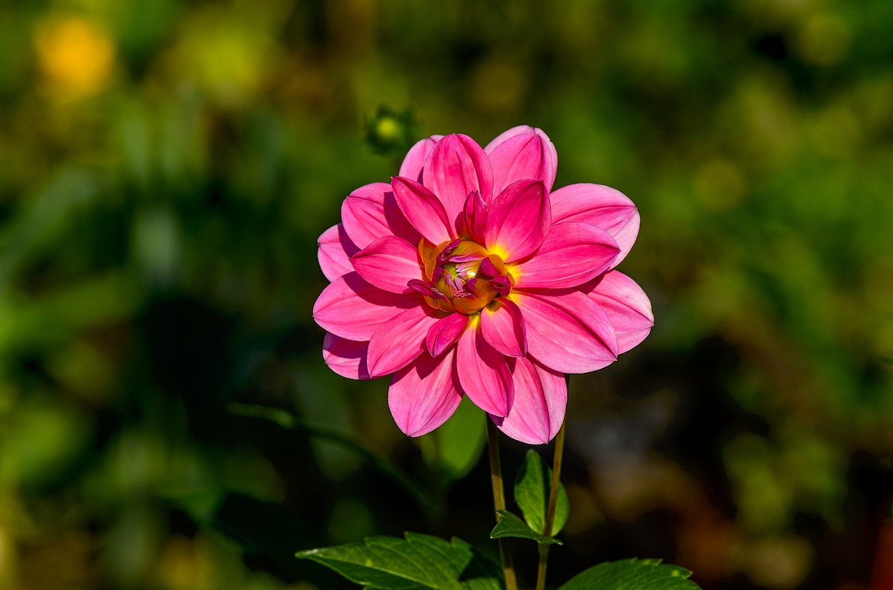 dahlia  flower  beauty free photo