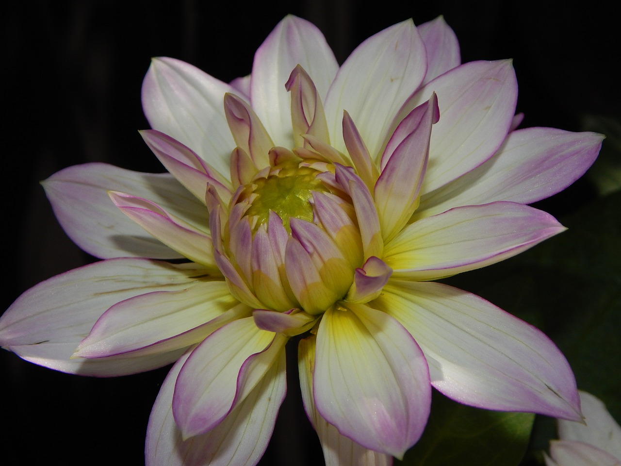 dahlia  blossom  bloom free photo