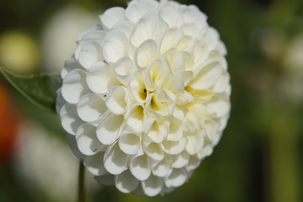 dahlia blossom bloom free photo