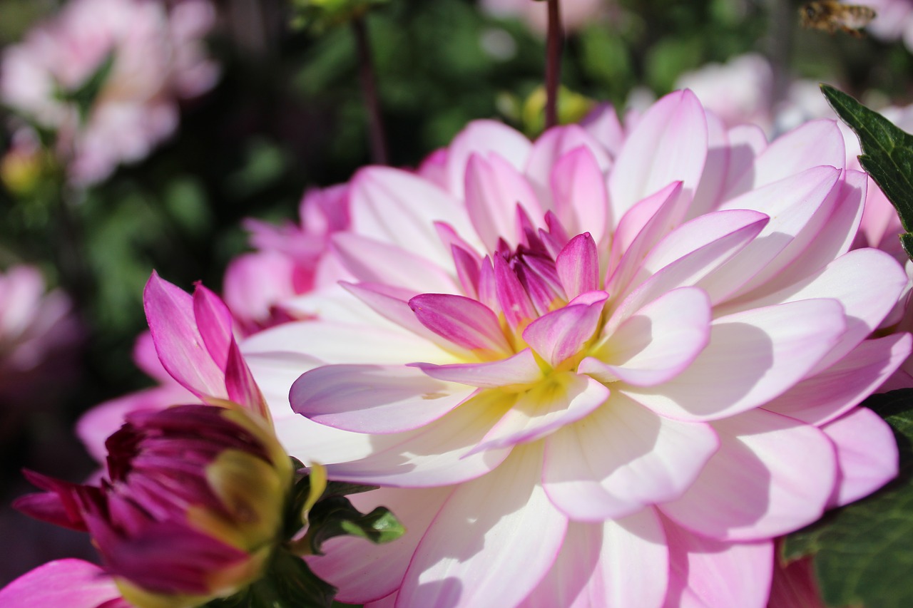 dahlia  flower  flower garden free photo