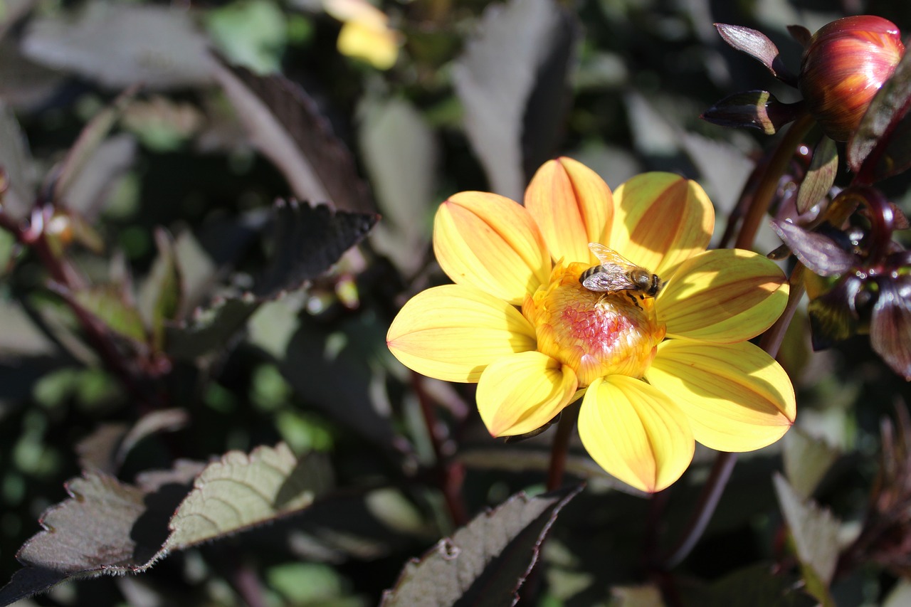 dahlia  flower  flower garden free photo