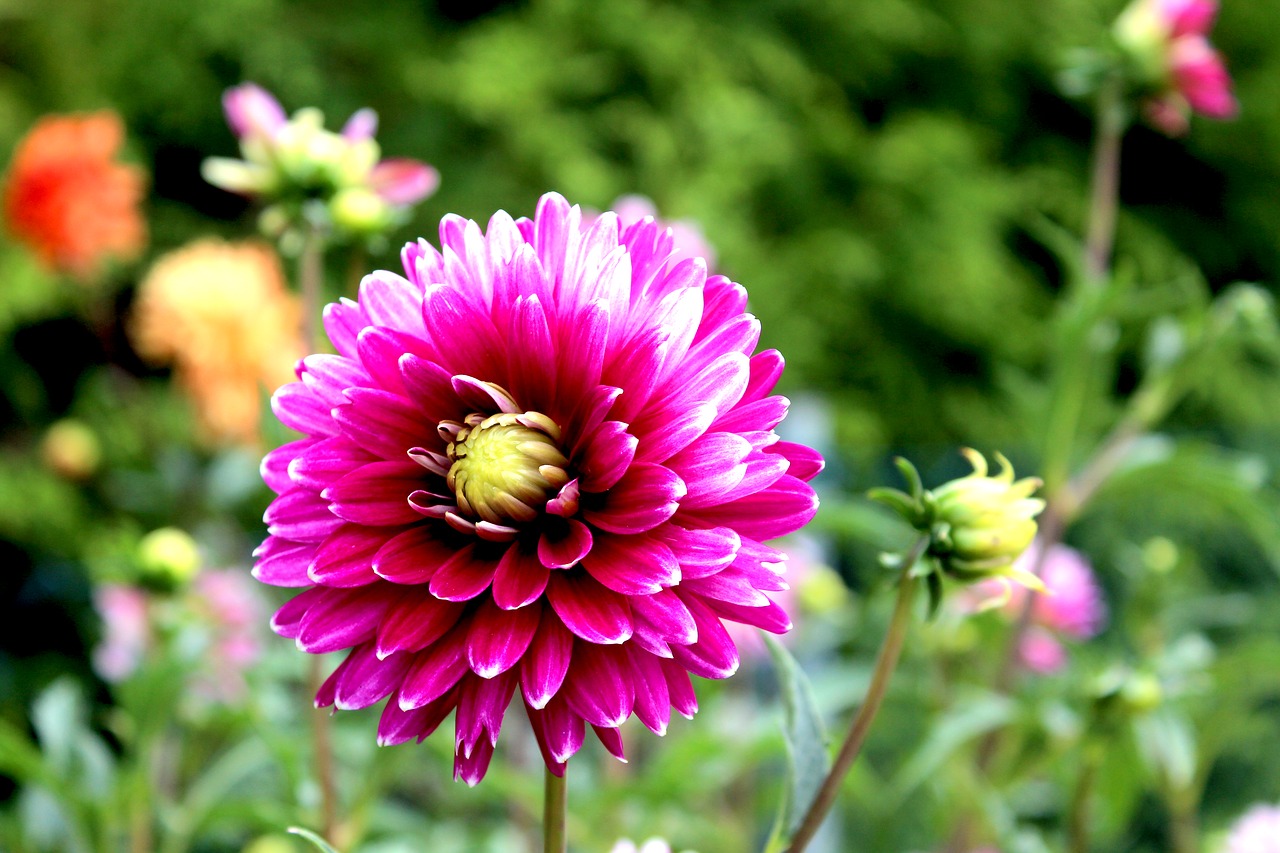 dahlia  flower  blossom free photo