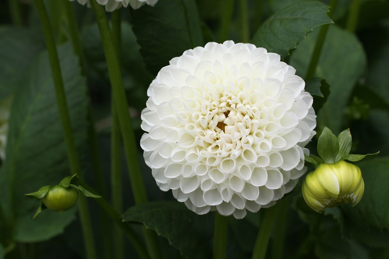 dahlia white flower free photo