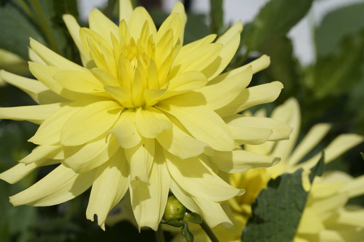 dahlia yellow bright free photo