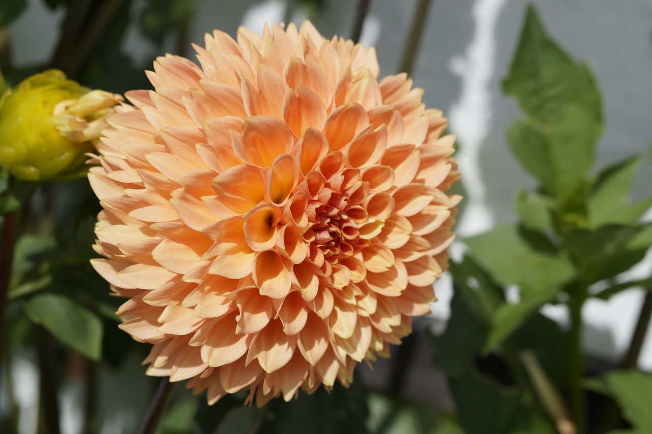 dahlia orange ball free photo