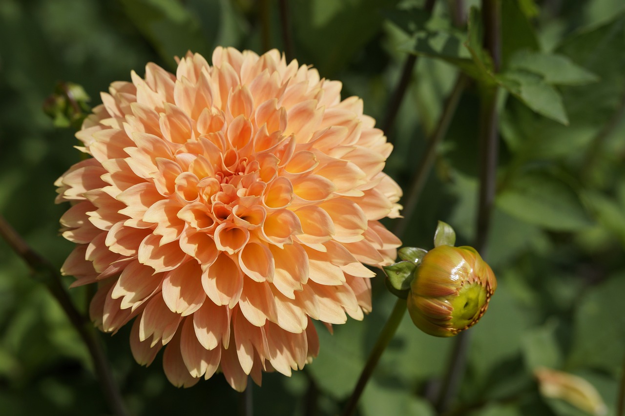 dahlia orange ball free photo