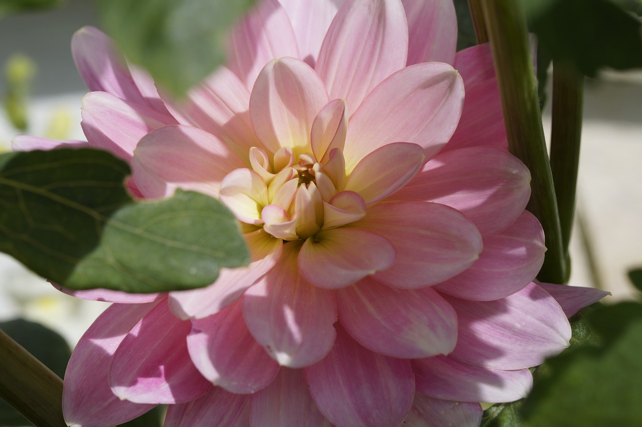 dahlia pink blossom free photo