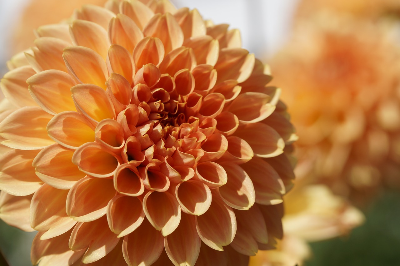 dahlia orange ball free photo