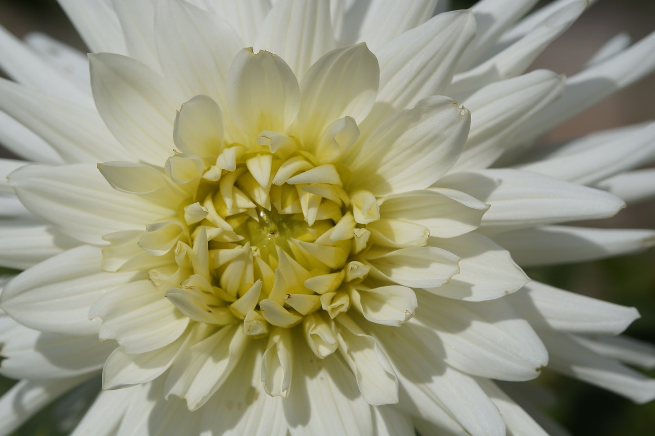 dahlia white blossom free photo