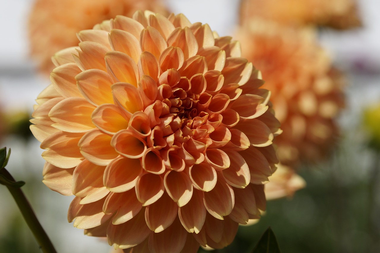 dahlia orange ball free photo