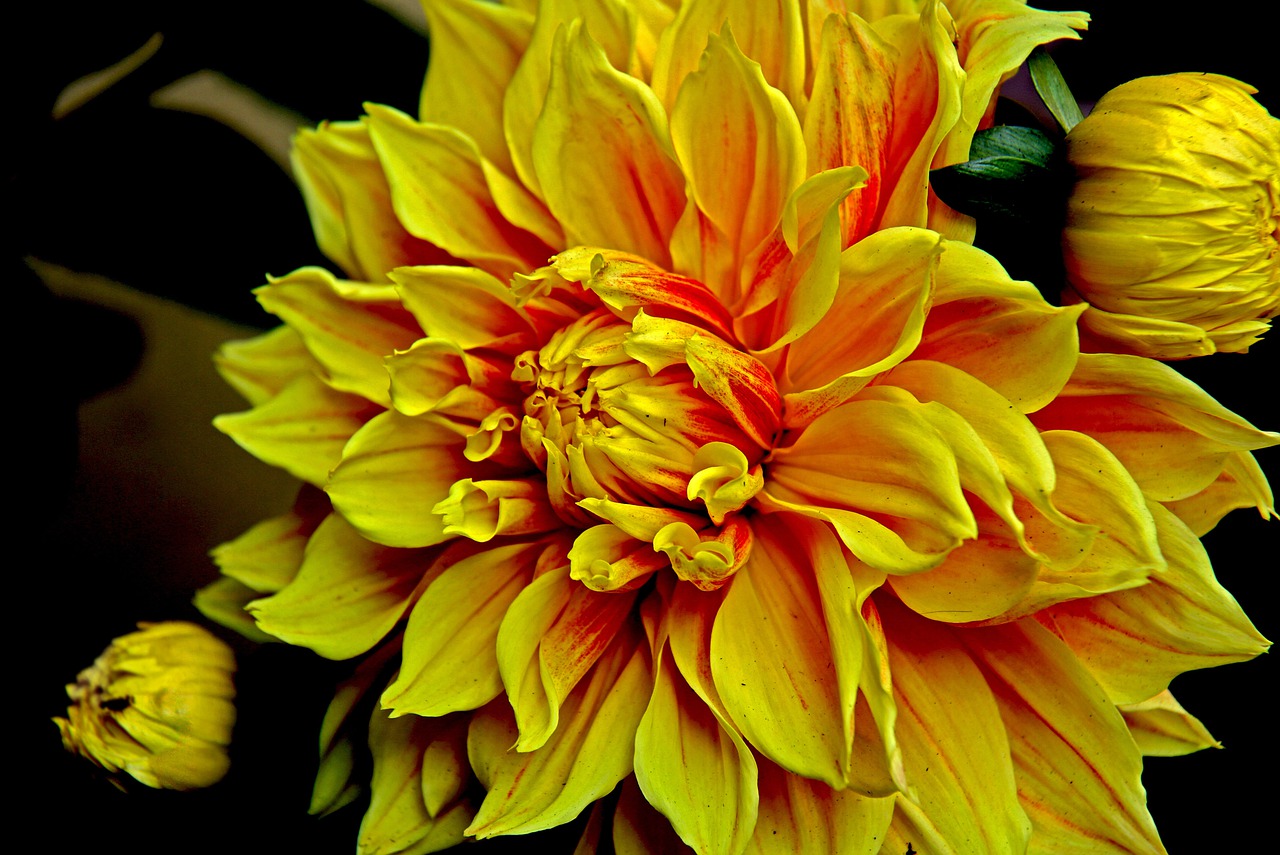 dahlia  flower  nature free photo
