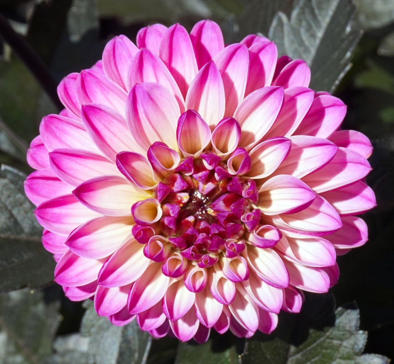 dahlia  blossom  bloom free photo