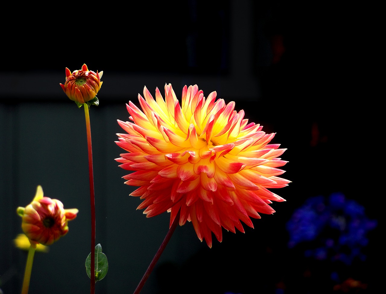 dahlia  flower  vermilion free photo