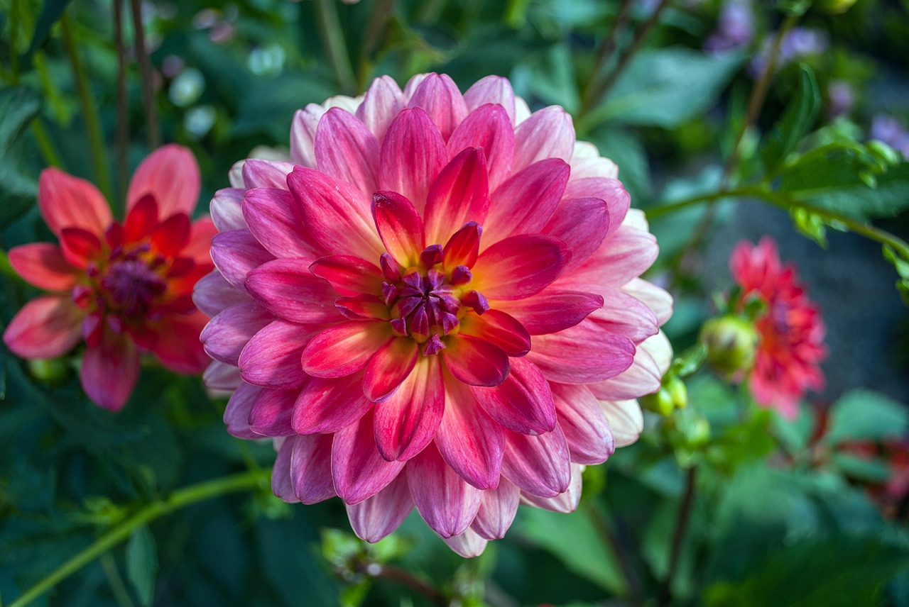 dahlia  flower  garden free photo