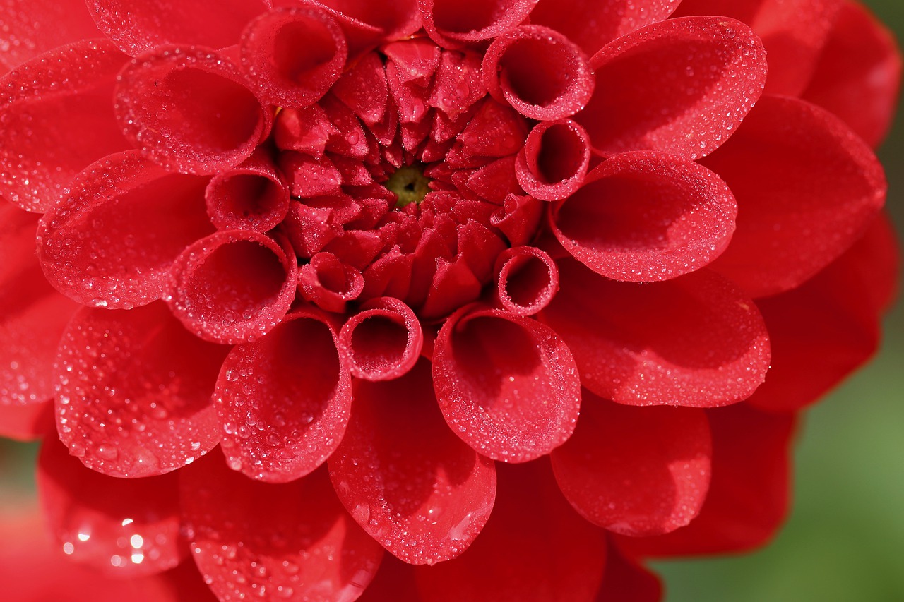 dahlia  blossom  bloom free photo