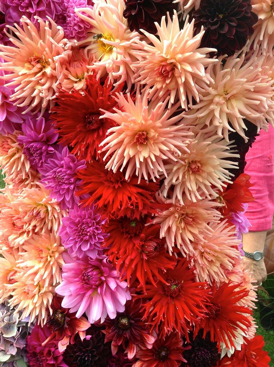 dahlia summer flower nodule free photo