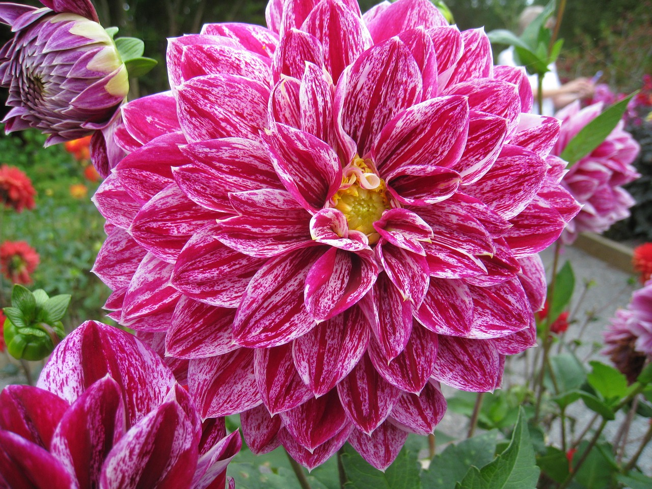 dahlia garden flowers free photo