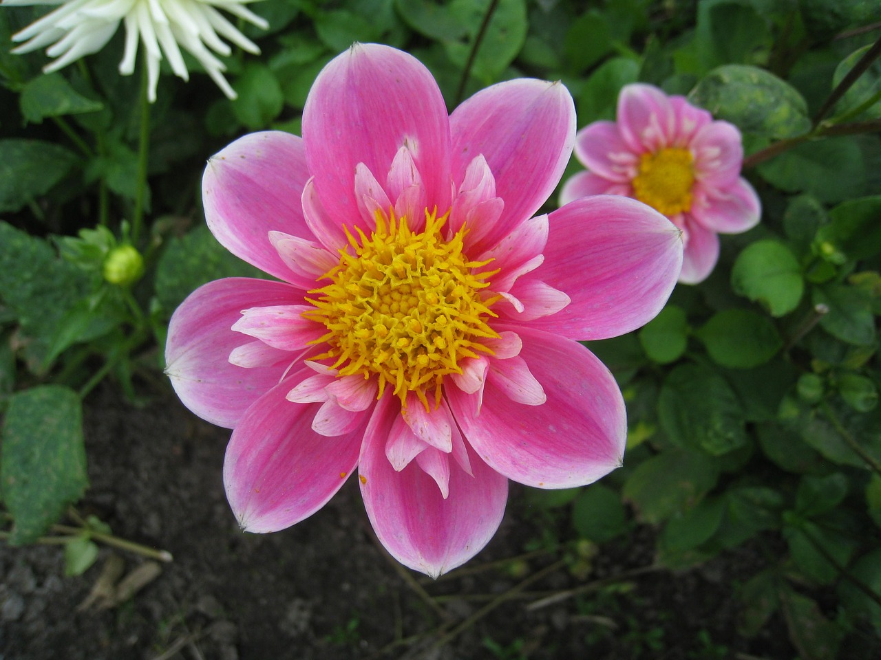 dahlia flowers autumn free photo