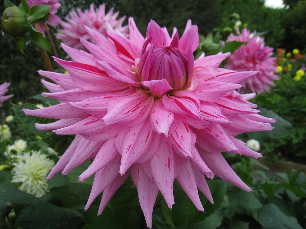 dahlia large flower free photo