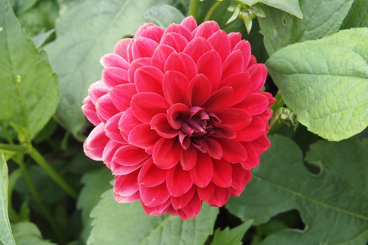 dahlia red flower free photo