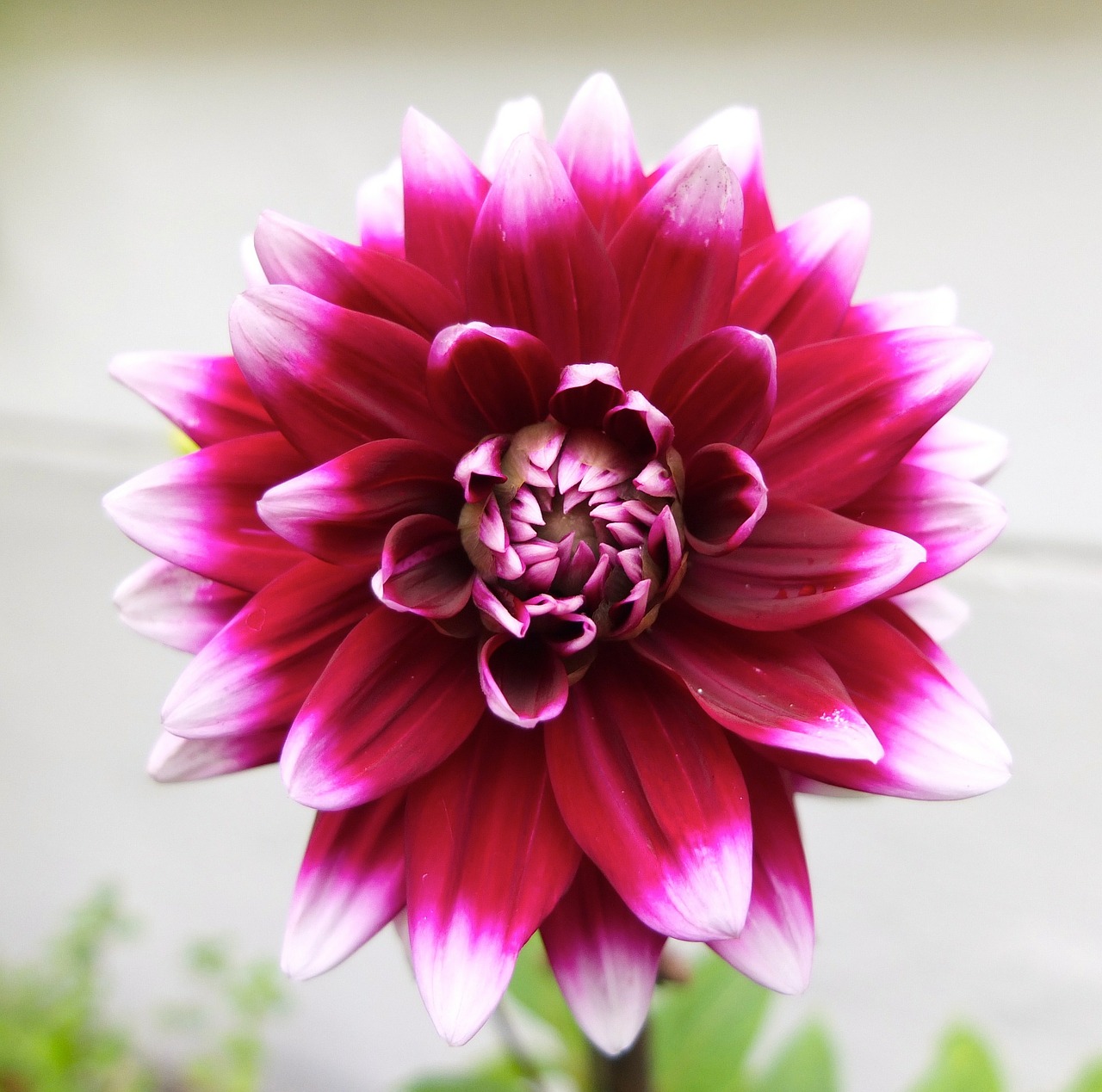 dahlia flower blossom free photo