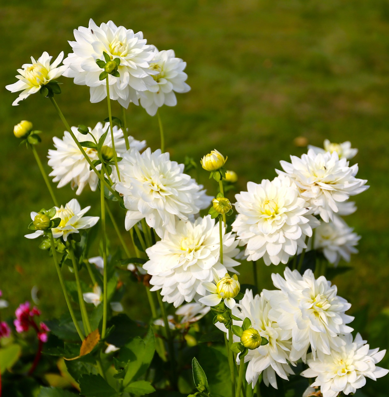 dahlia flower plant free photo