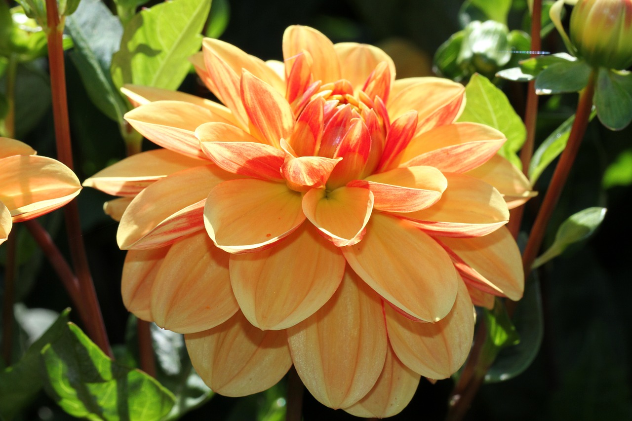 dahlia orange garden plant free photo