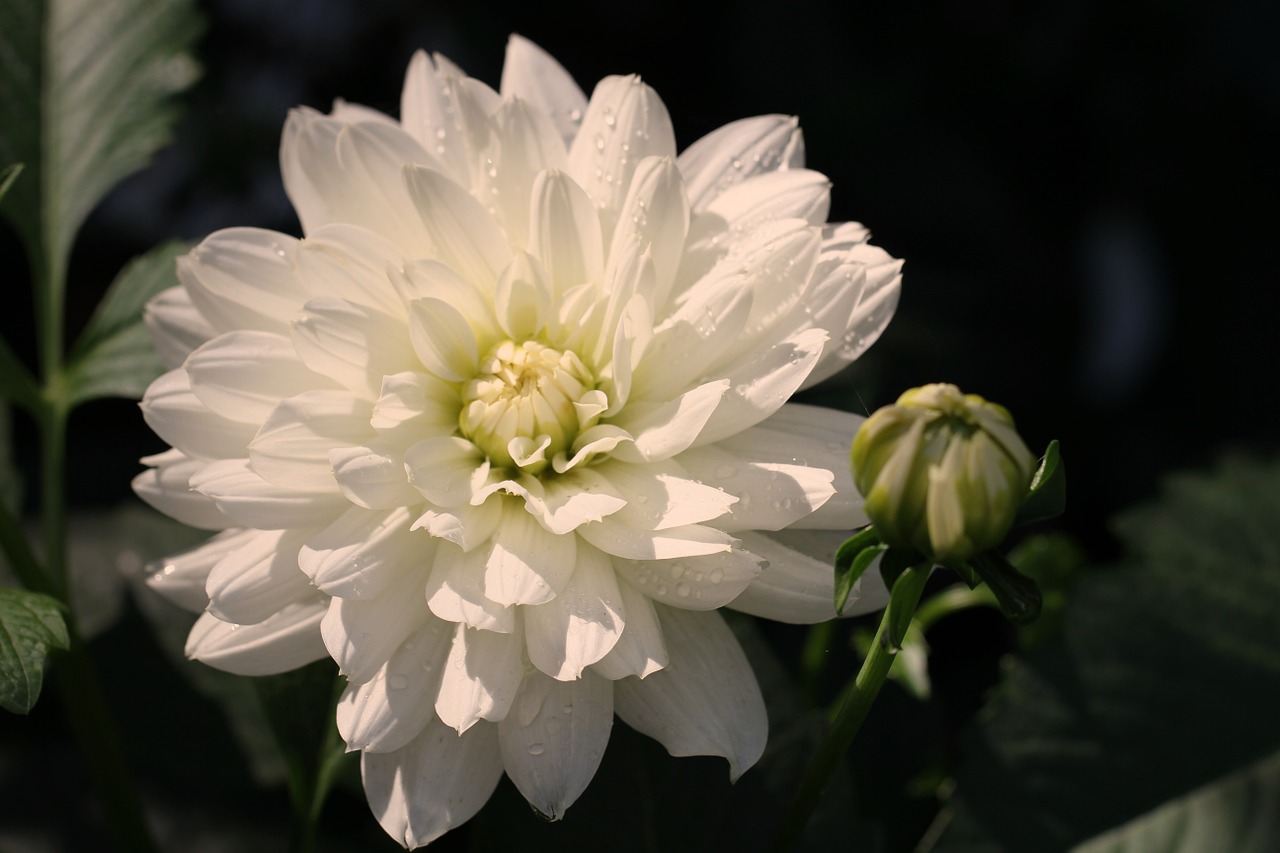 dahlia white blossom free photo