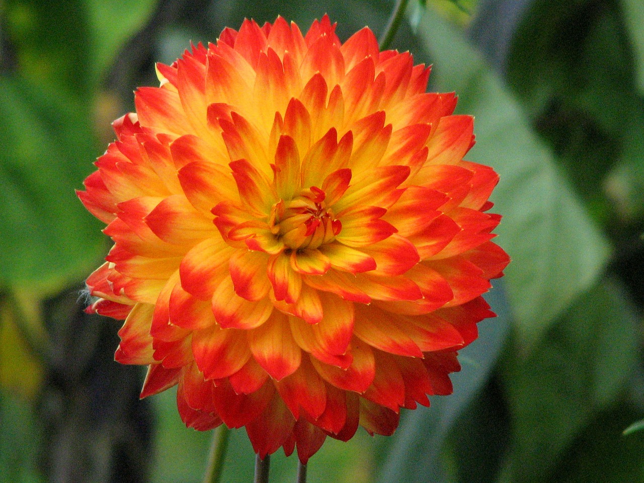 dahlia flower orange free photo