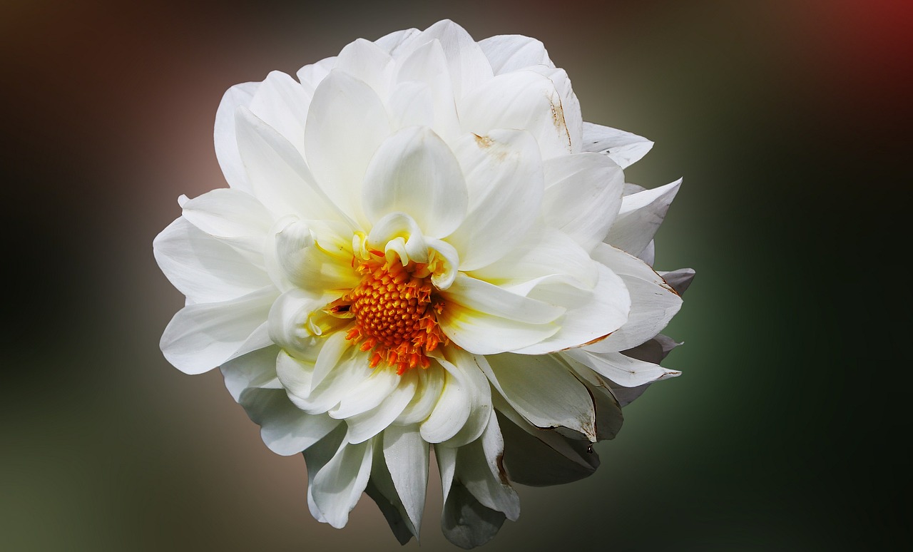 dahlia flowers white free photo