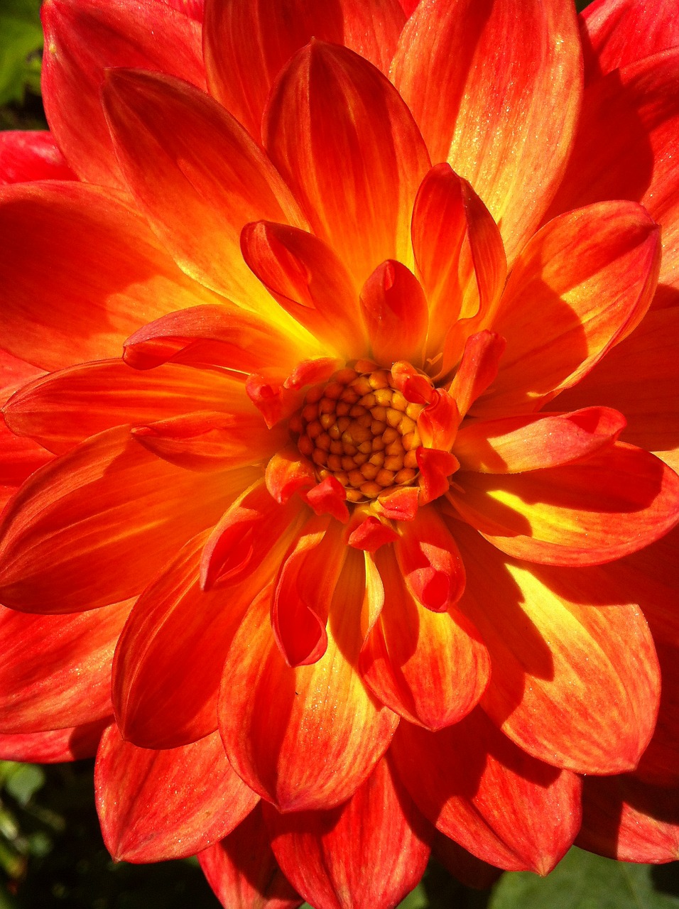 dahlia flower red free photo