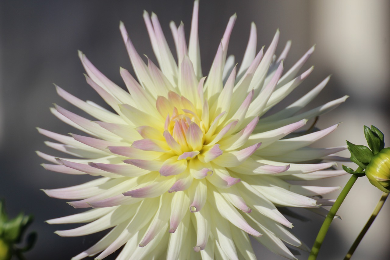 dahlia blossom bloom free photo