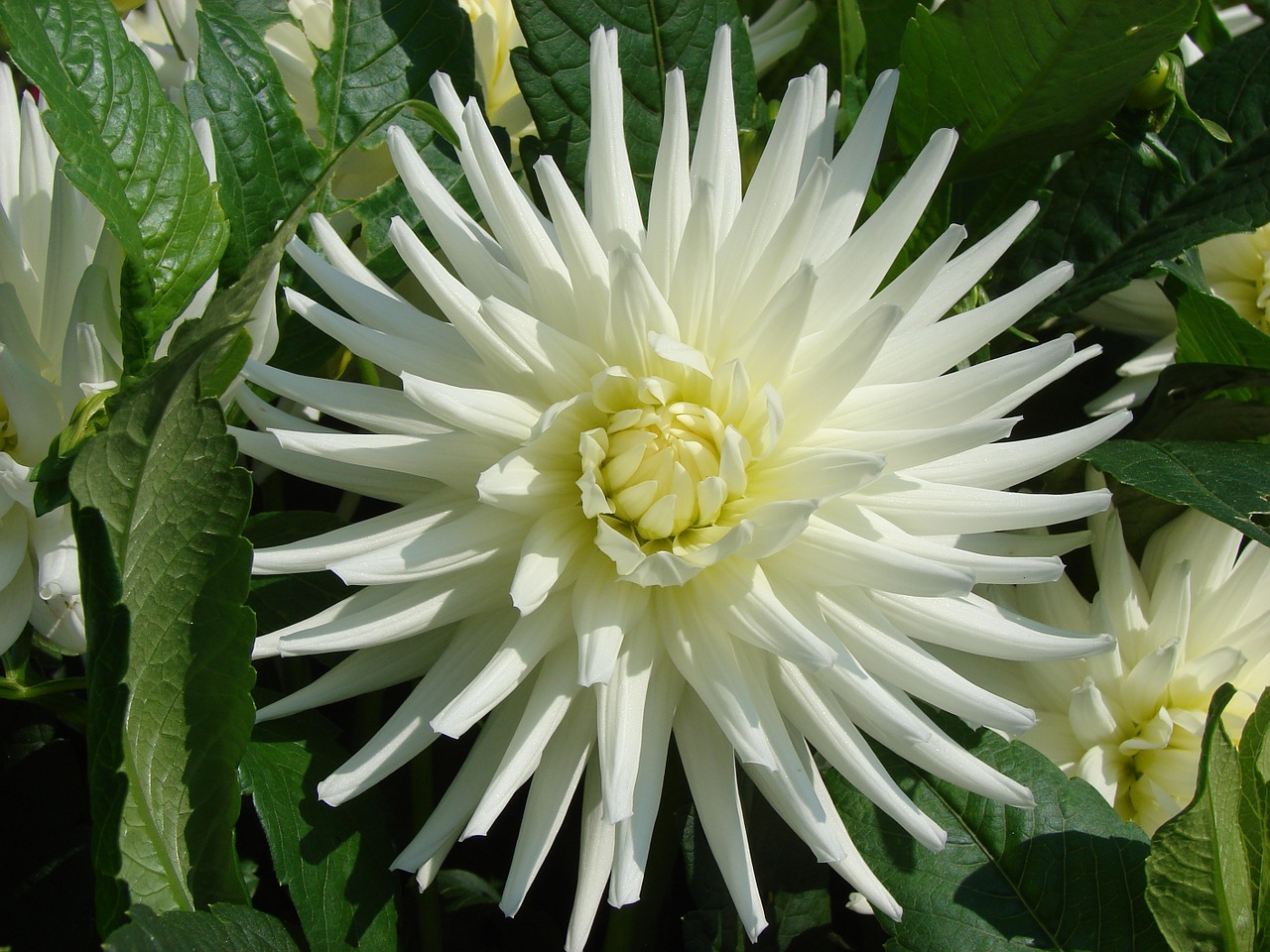 dahlia flower blossom free photo