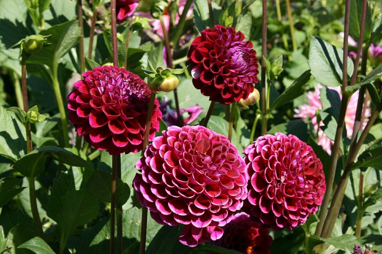 dahlia red dahlia red flower free photo