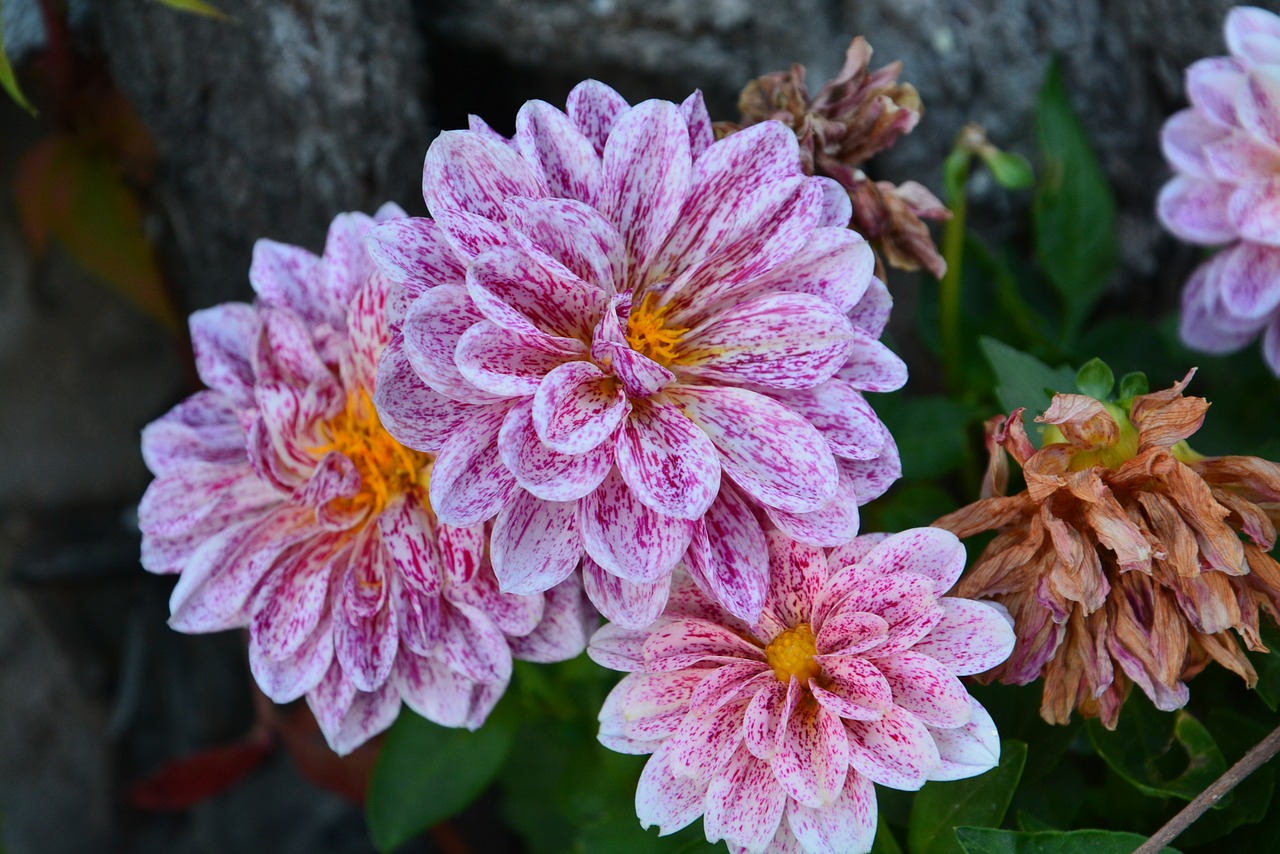 dahlia flower color free photo