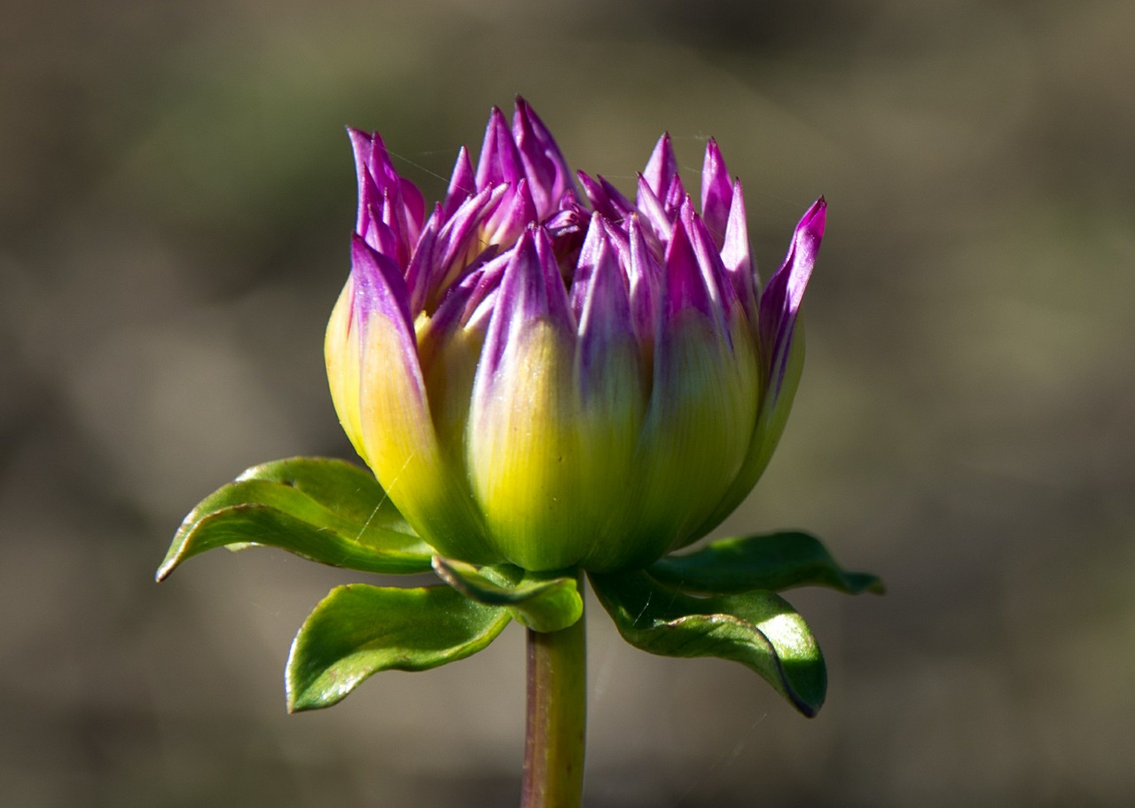 dahlia geothermal plant free photo