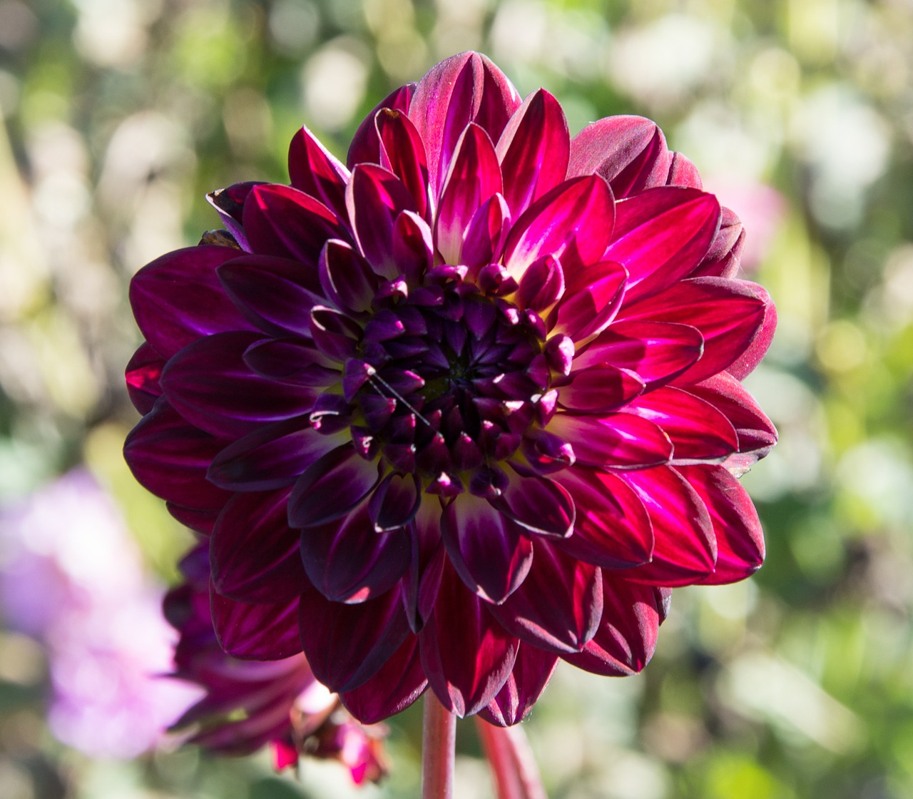 dahlia geothermal plant free photo